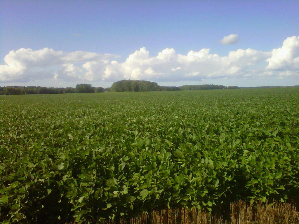 August-172011-Soybeans-pic-2